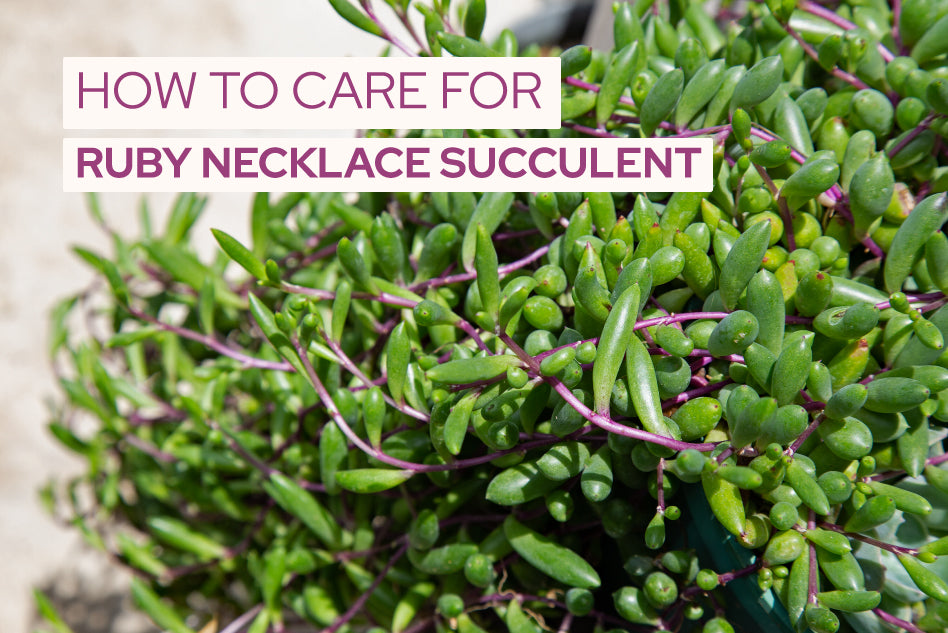 How to care for Ruby Necklace succulent