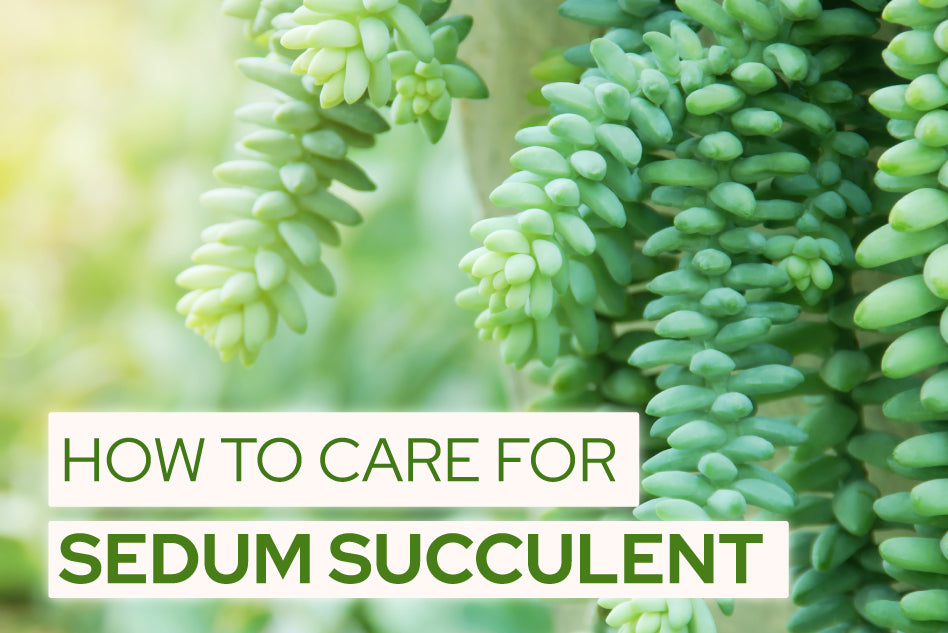 How to Care for Sedum Succulent