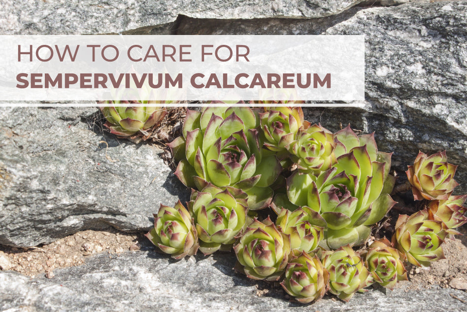 Succulent Care Guide, How to care for Sempervivum Calcareum