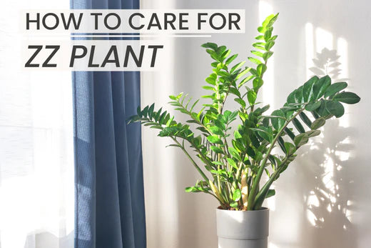 How to Care for ZZ Plant