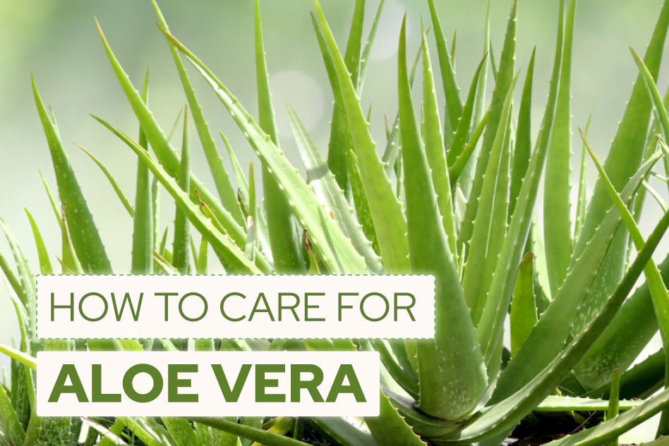 How to Care for Aloe Vera Plant, Succulent Care Guide