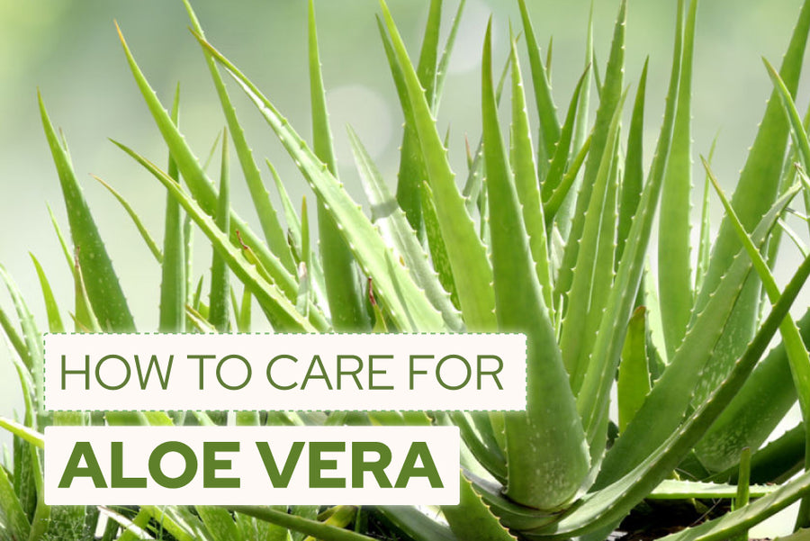 How to Care for Aloe Vera