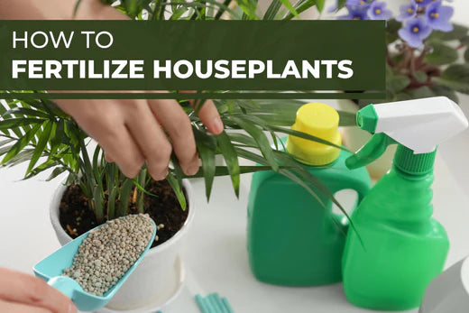How to fertilize houseplants