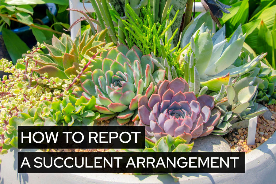 How to repot a succulent arrangement