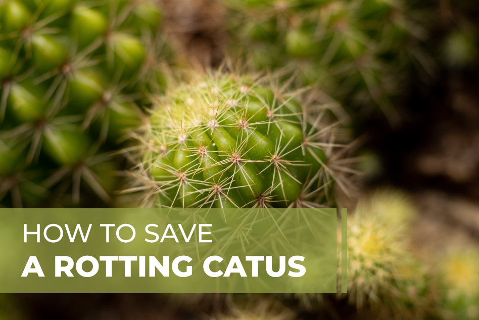 How to save a rotting cactus