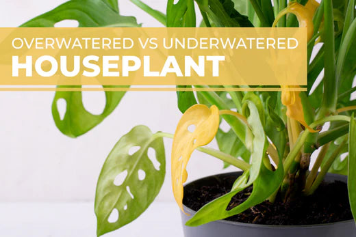 overwatered and underwatered houseplants, how to save overwatered houseplant, how to save underwatered houseplant, signs of underwatered and overwatered houseplants