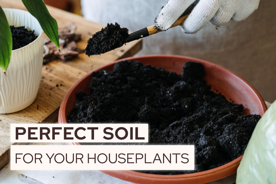 Finding the Perfect Soil for Your Houseplants