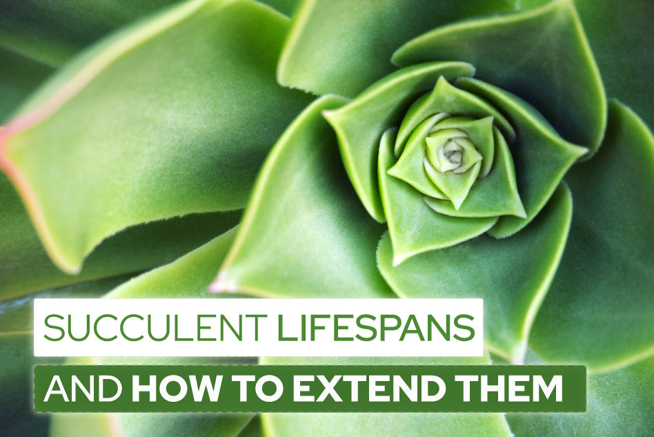 Succulent Lifespans and How to Extend Them, How long will your succulents live