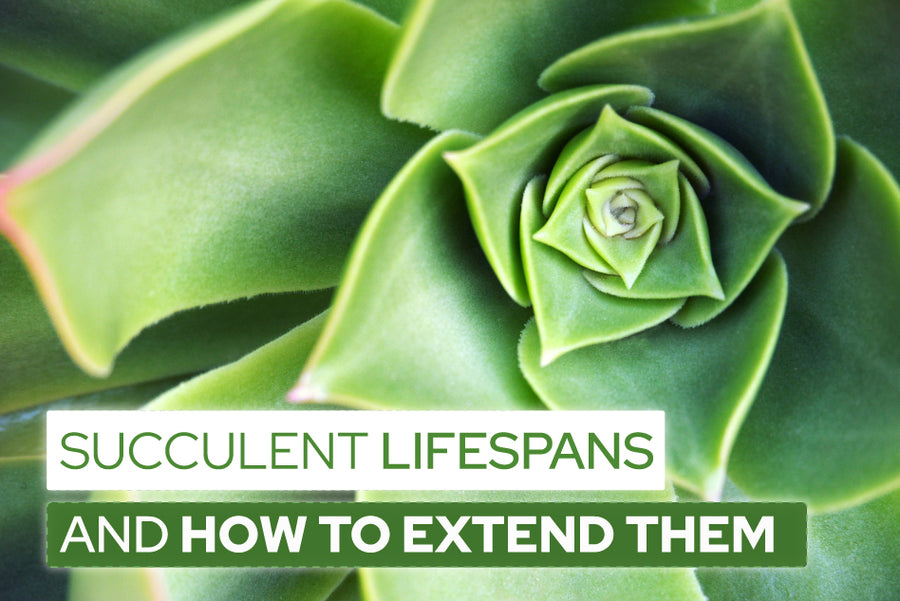 Succulent Lifespans and How to Extend Them