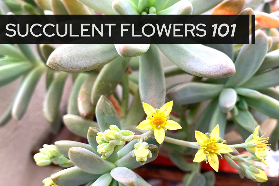 Succulent Flowers 101: What you Should Do with Succulent Flowers