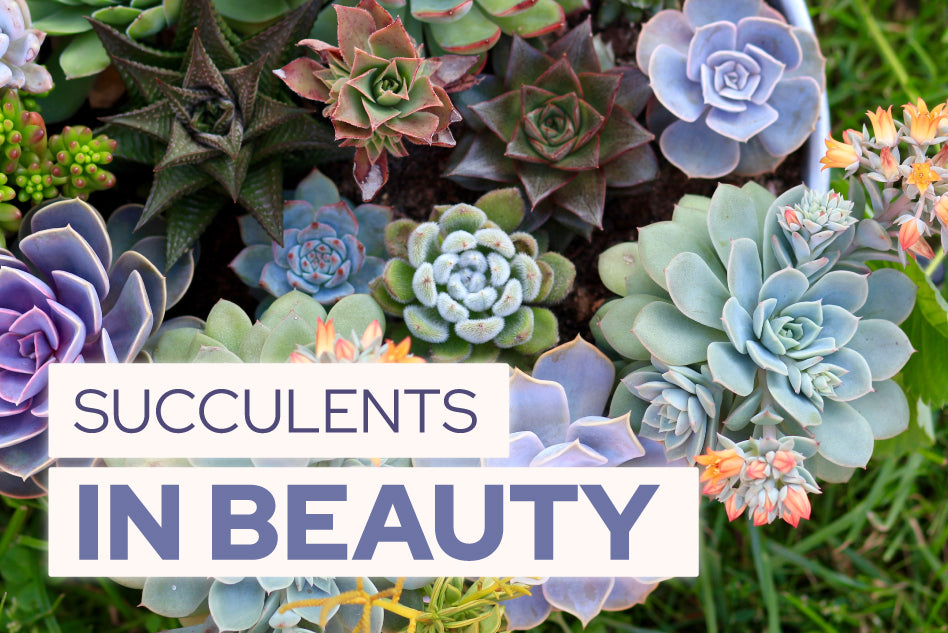 Common Succulents used in Beauty Products