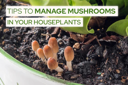 Tips To Manage Mushrooms In Your Houseplants