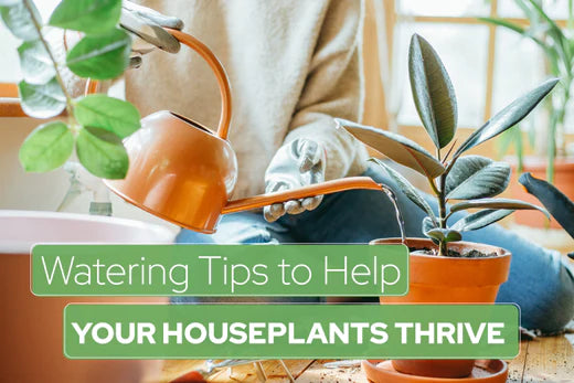 Watering Tips to Help Your Houseplants Thrive