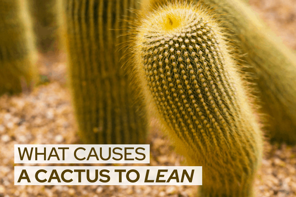 What causes a cactus to lean?