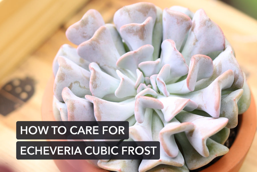 How to care for Echeveria Cubic Frost