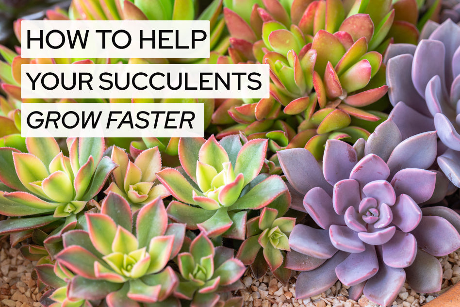 How to Help Succulent Grow Faster, Succulent Care Guides