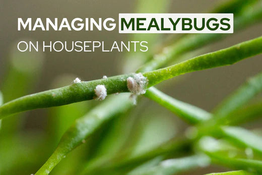 Managing Mealybugs on Houseplants