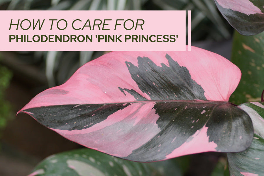 How to care for Philodendron 'Pink Princess'