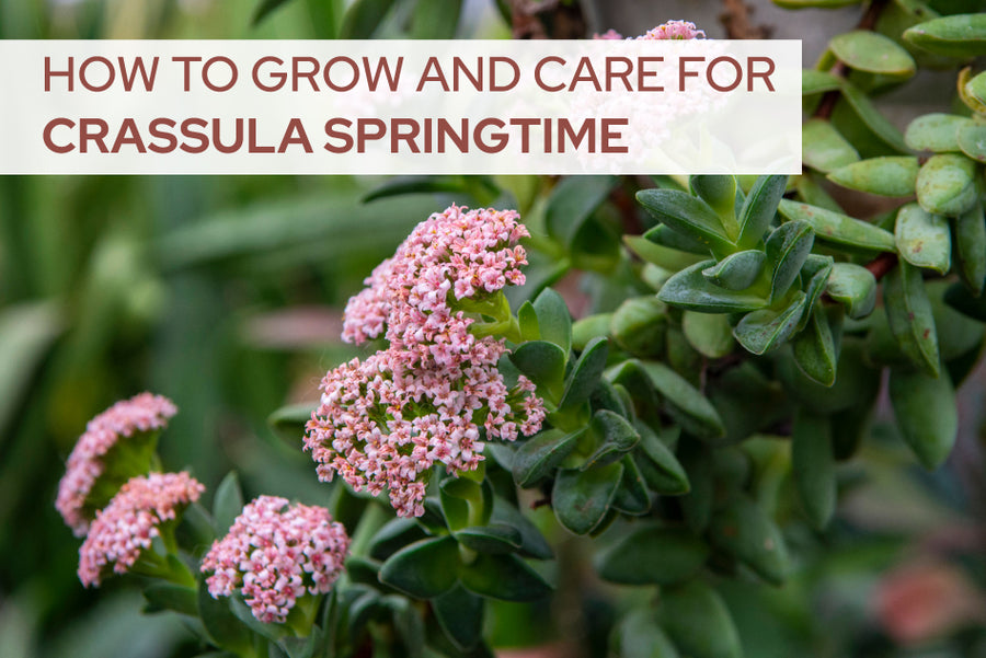 How To Care For Crassula Springtime