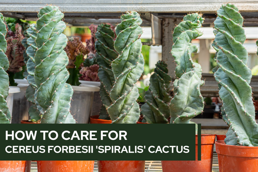 How to care for Cereus forbesii 'Spiralis' Cactus