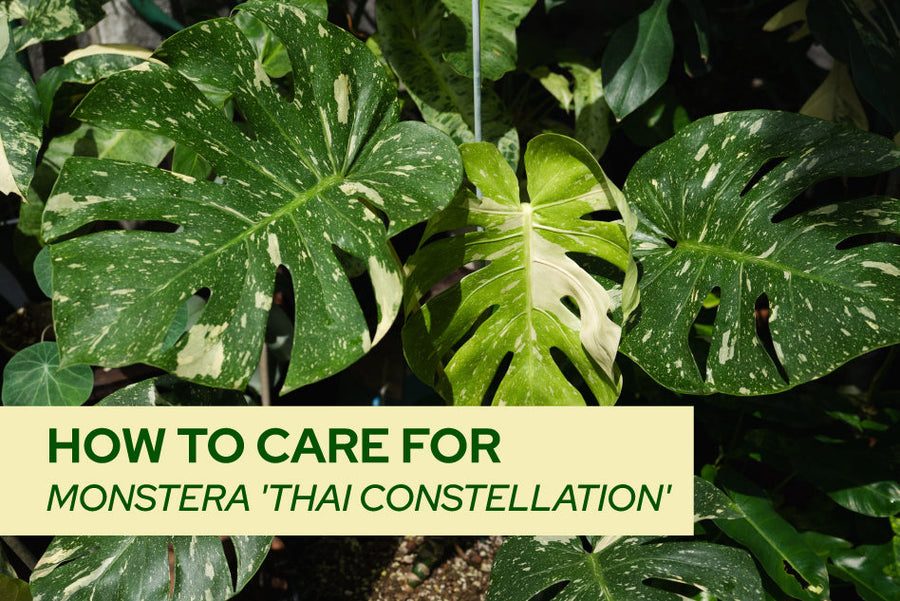How to care for Monstera 'Thai Constellation'