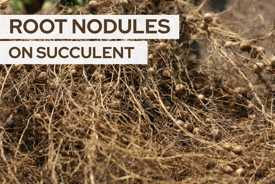 Root nodules on succulents