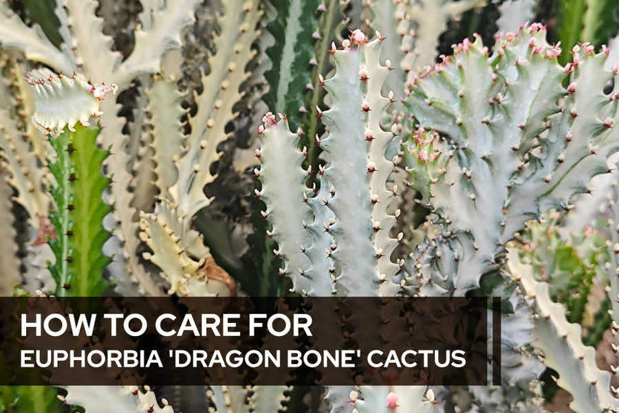 How to care for Euphorbia 'Dragon Bone' Cactus