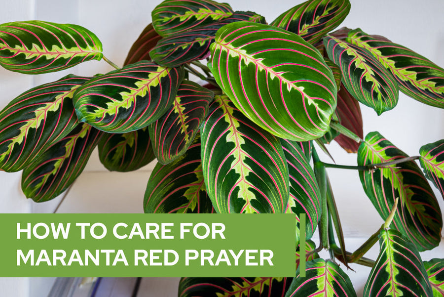 How to care for Maranta Red Prayer