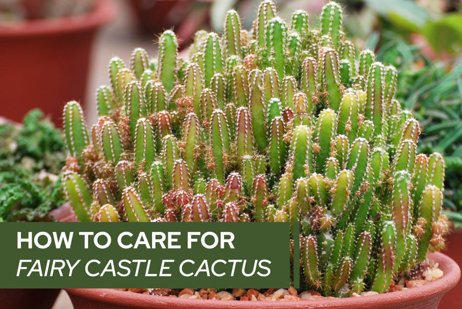 How to care for Fairy Castle Cactus