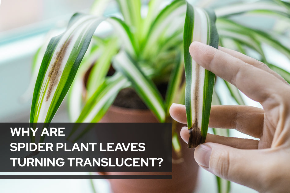 Turn Translucent Why are Spider Plant leaves turning translucent? - Succulents Box