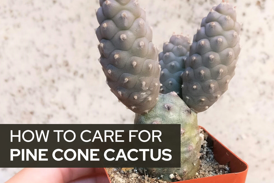 How to care for Pine Cone Cactus