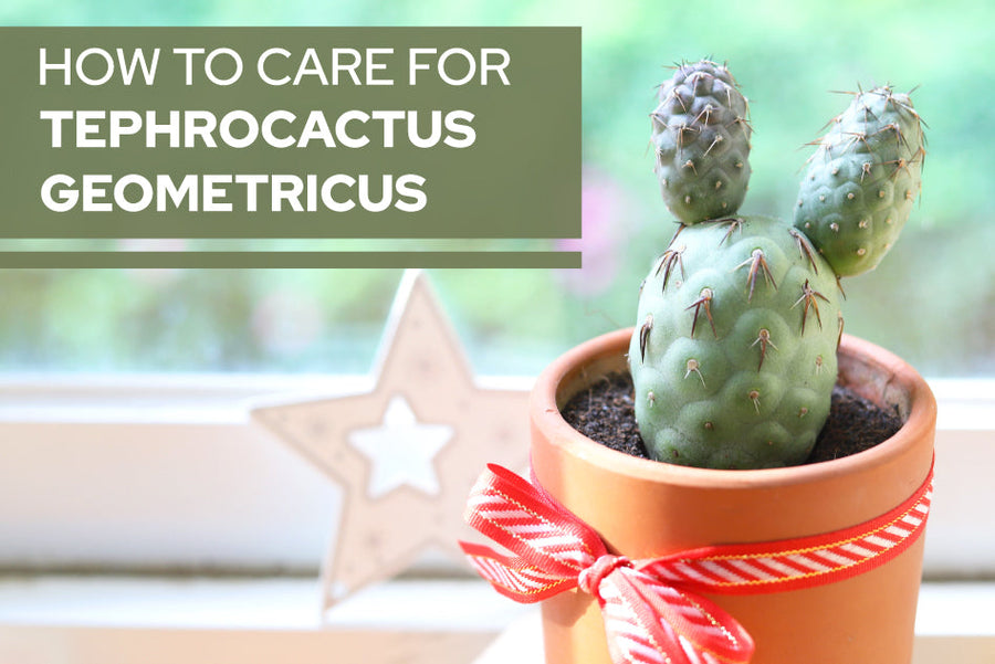 How to care for Tephrocactus Geometricus