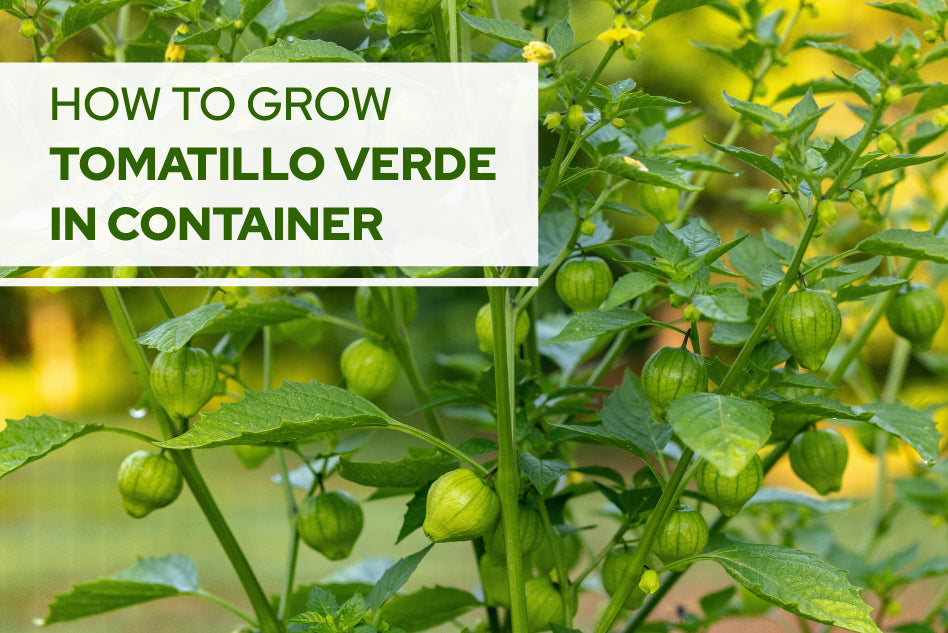 How to grow Tomatillo Verde in container