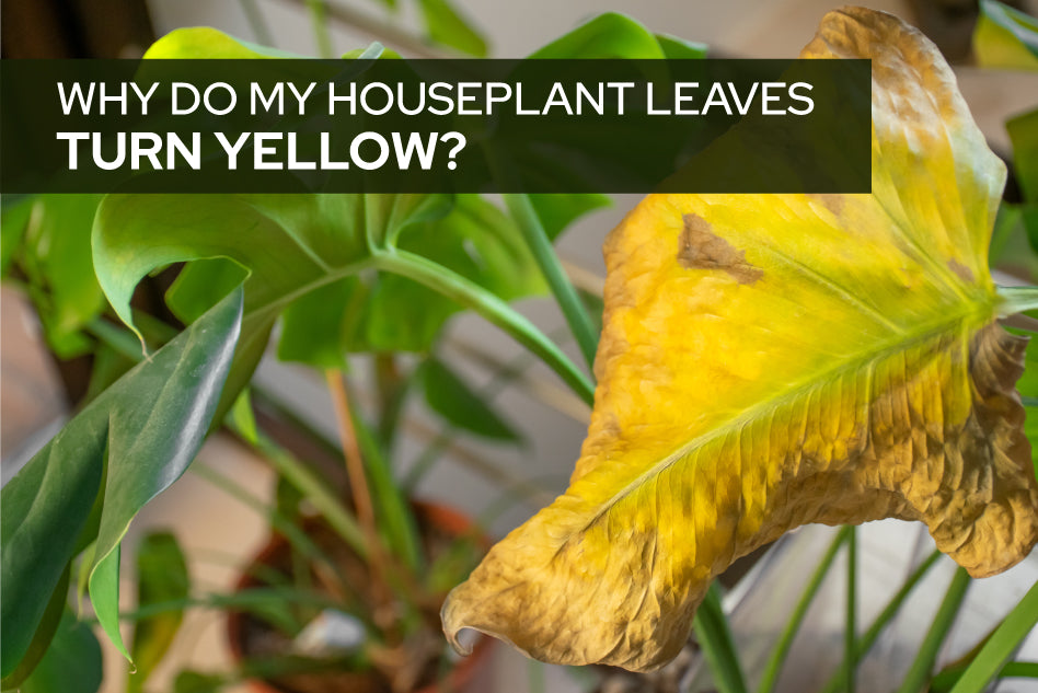 Why do my houseplants leaves turn yellow?