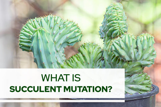 What is succulent mutation?