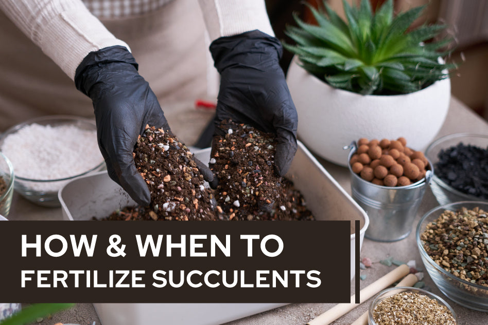 How And When To Fertilize Succulents