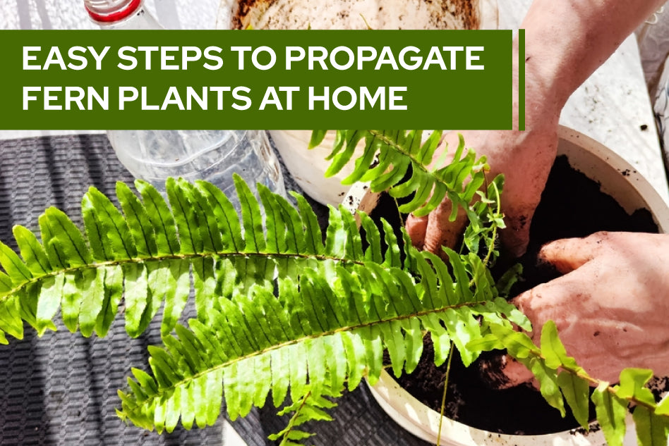 Easy Steps to Propagate Fern Plants at Home