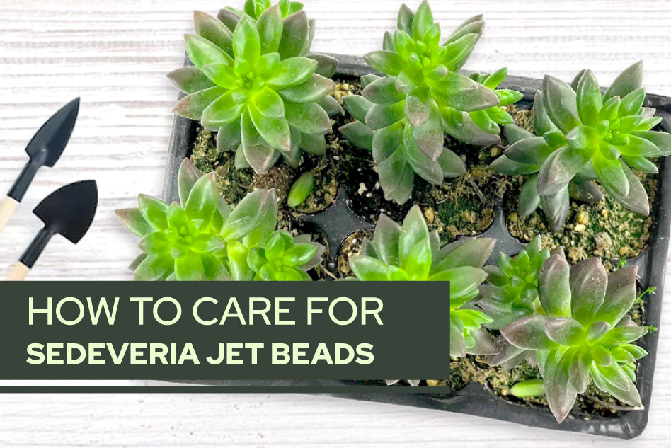 How to care for Sedeveria ‘Jet Beads’