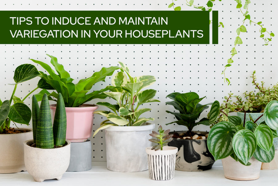 Tips to induce and maintain variegation in your houseplants