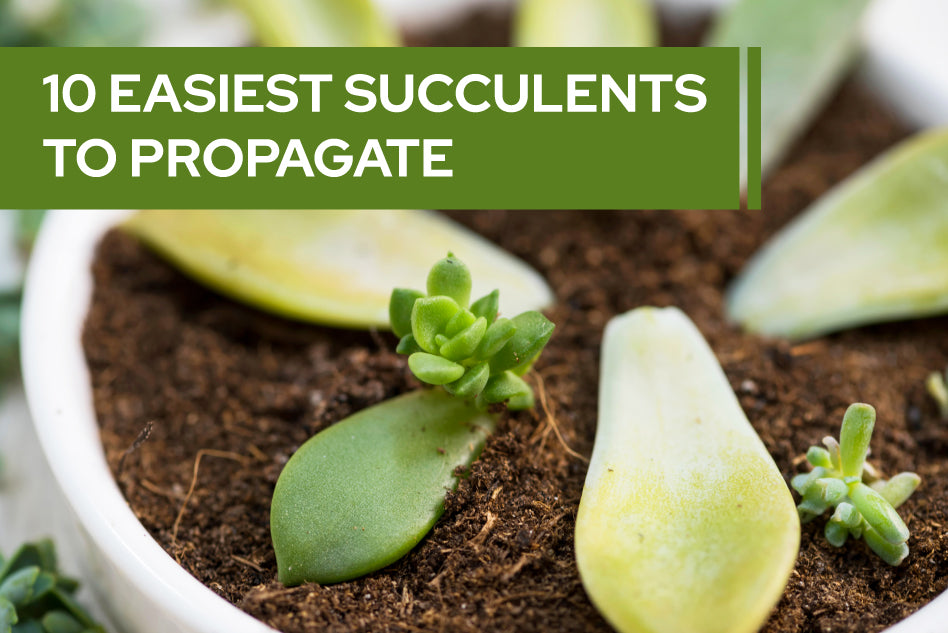 Easiest succulents to propagate