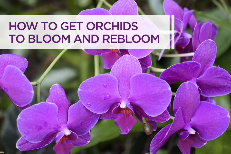 How to Get Orchids to Bloom and Rebloom