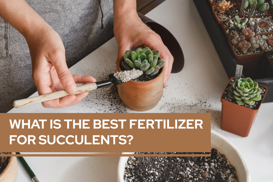 What is the best fertilizer for succulents?