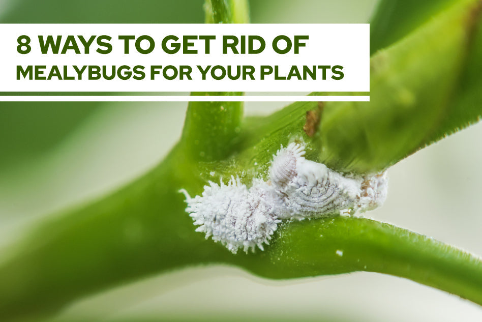 8 Ways To Get Rid Of Mealybugs For Your Plants