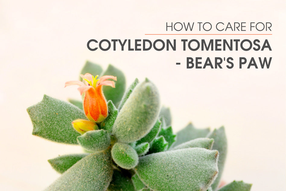 How to care for Cotyledon Tomentosa, Bear paw succulent care indoor, Bear paw succulent leaves falling off, Bear paw succulent propagation, Bear's paw succulent care guide