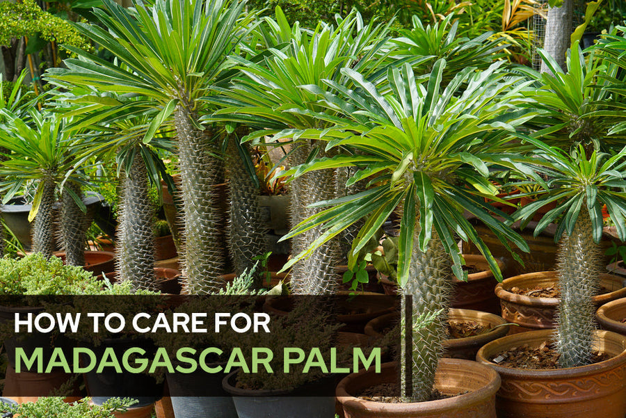 How to care for Madagascar Palm