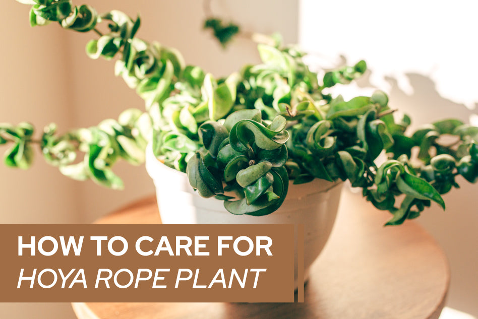 How to care for Hoya Rope Plant - Succulents Box