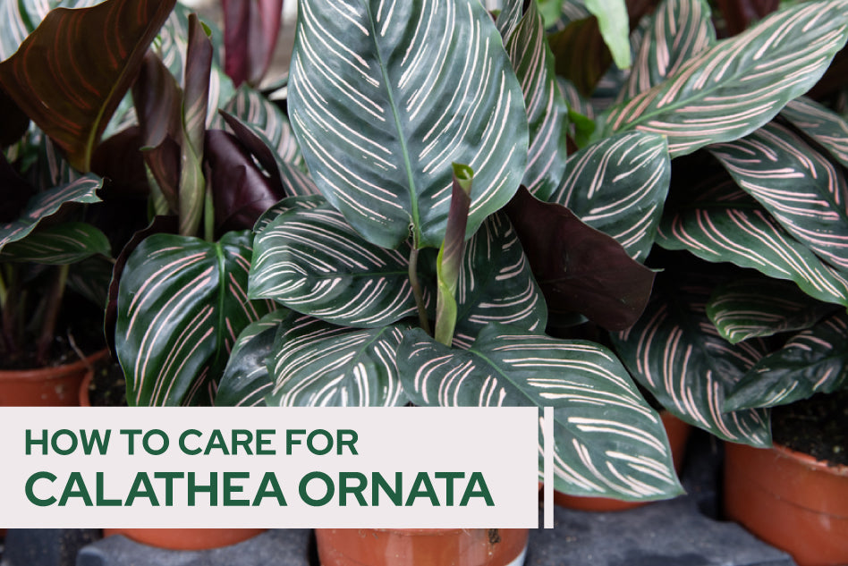 How to care for Calathea Ornata - Succulents Box