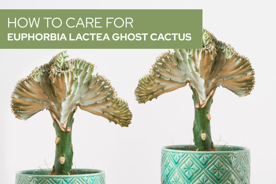 How to care for Euphorbia Lactea Ghost Cactus
