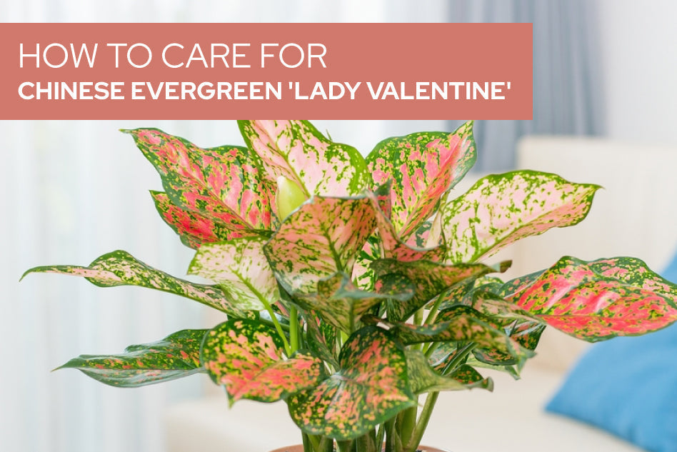 How to care for Chinese Evergreen 'Lady Valentine'