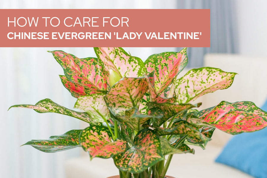 How to care for Chinese Evergreen 'Lady Valentine'